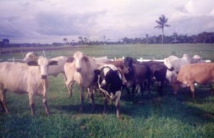 [Vídeo] Fazenda Carabao.