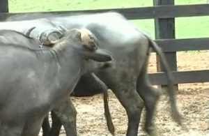 [Vídeo] Fazenda Carabao - Parte 2.